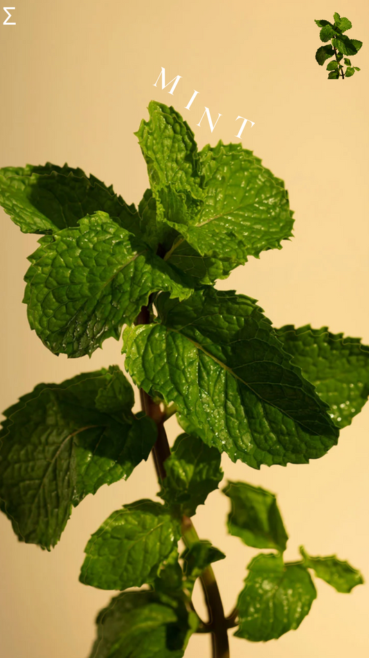 Learn with a neuroscientist: the neurocosmetic benefits of Peppermint Oil in skincare