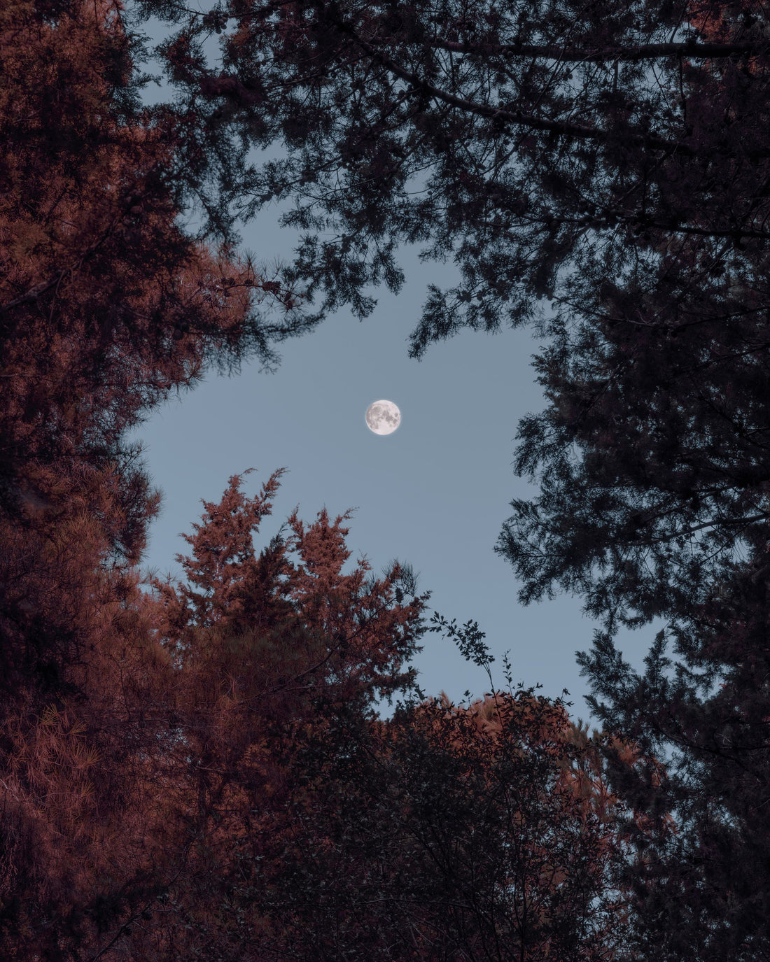A full moon rising through autumn trees at night