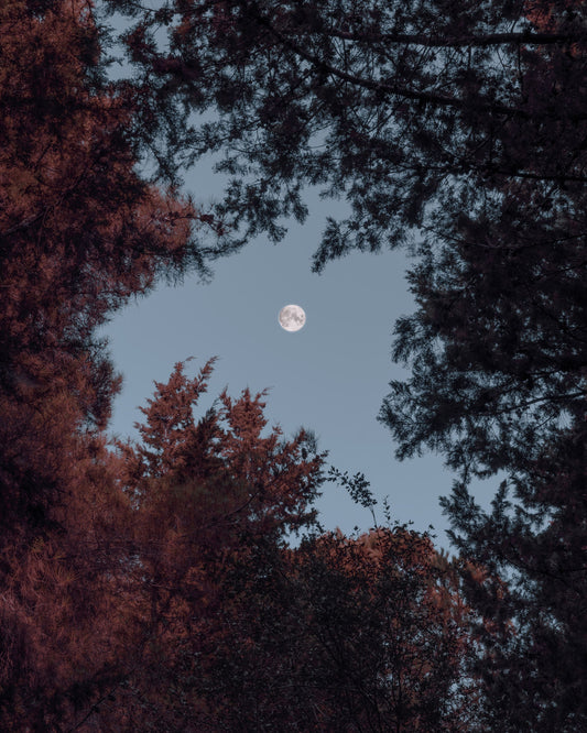 A full moon rising through autumn trees at night