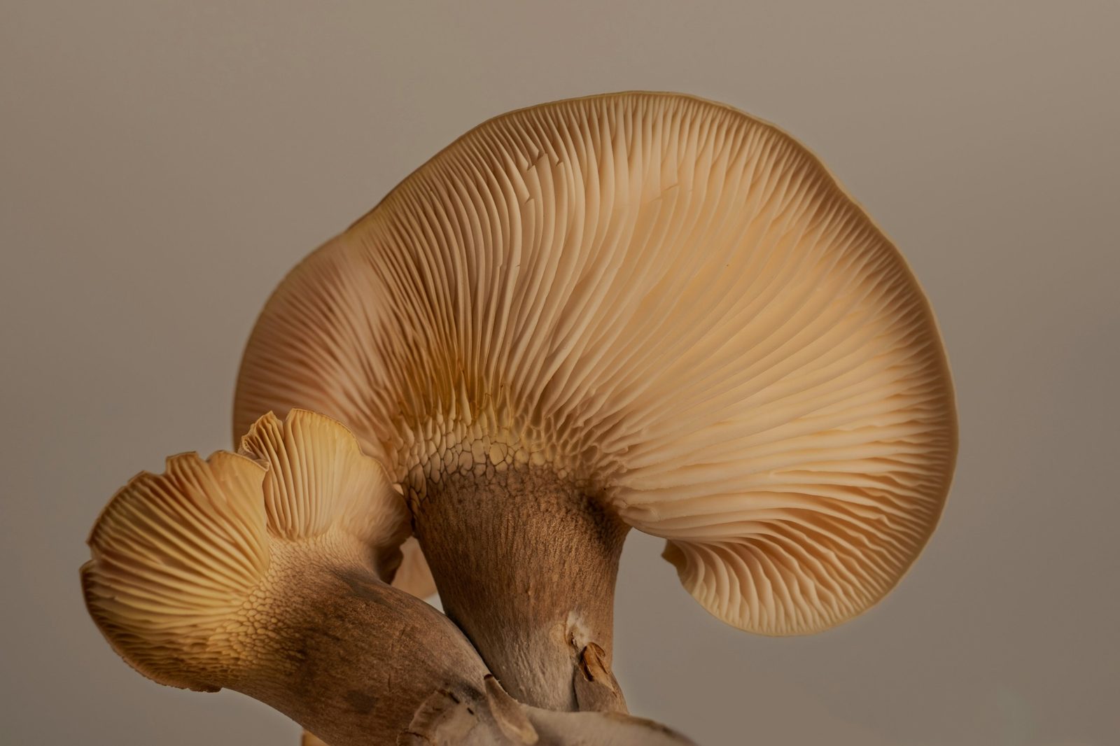 A cream mushroom cap from below, its gills fanning out in warm light